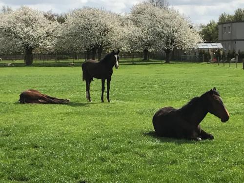 paardenbevallingscentrum