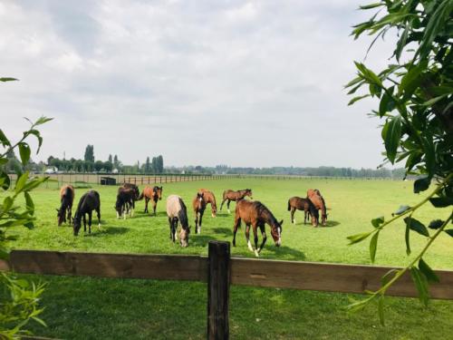 VTM Boer zoekt Vrouw