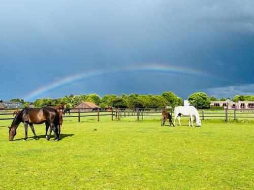 regenboog